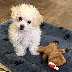 Bolognese puppies from Sweet Angels Bolognese
