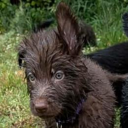 Purple collar male - Liver male German Shepherd puppy in Garrett, Indiana from Devil-Dog Shepherds