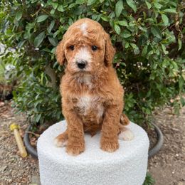 Black collar - Red  male Goldendoodle puppy in Rialto, California from Bridge City Doodles