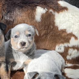 Double mask girl - Blue speckled female Australian Cattle Dog puppy in Kalispell, Montana from BTR Australian Cattle Dogs