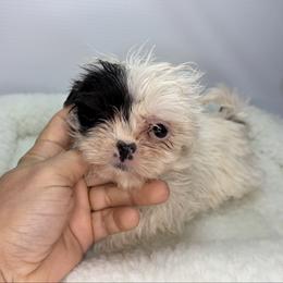 Cece - Black and white female Shih Tzu puppy in Bourne, Massachusetts from Shih Tzu Pups