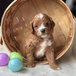Reed - Red male Cavapoo puppy in Orrstown, Pennsylvania from Pawfect Fur Friends