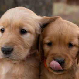 Golden Retrievers from Melissa's Golden Retrievers