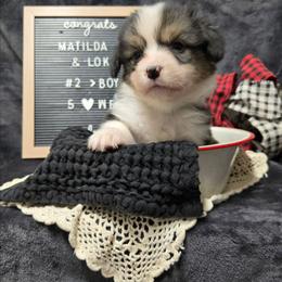 2 - green collar boy - Black and tan male Pembroke Welsh Corgi puppy in Harrisburg, Illinois from Parish Corgis