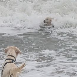 Golden Retrievers from Golden Heart Creams
