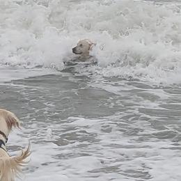 Golden Retrievers from Golden Heart Creams