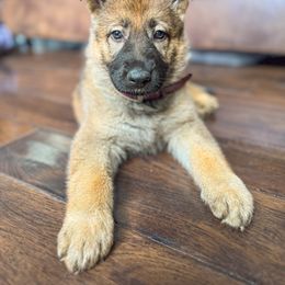 Belgian Malinois, Dutch Shepherd, and German Shepherd Puppies from Stay Wild K9