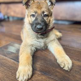 Belgian Malinois, Dutch Shepherd, and German Shepherd Puppies from Stay Wild K9