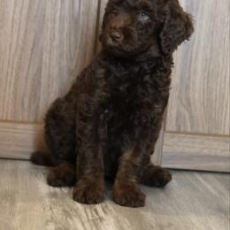 Hershey - Brown merle male Aussiedoodle puppy in Vallejo, California from Well Rooted Doodles