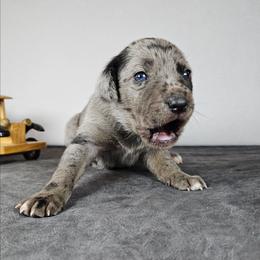 Marshal NALC - Blue merle male Catahoula Leopard Dog puppy in Doerun, Georgia from Twig & Tail Puppies