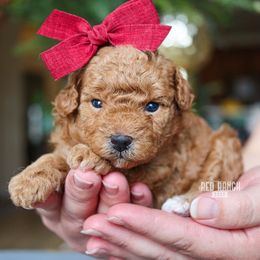 Clementine - Red  female Poodle puppy in Salado, Texas from Red Ranch Dogs