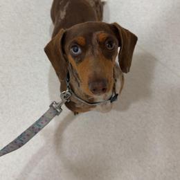 Breezy - Dachshund