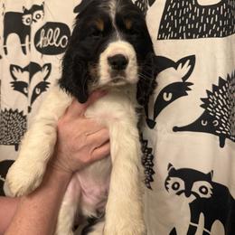 Apalachicola (Cola) - Black white and tan male English Springer Spaniel puppy in Huntingdon, Pennsylvania from Indian Creek Springers and Doxies