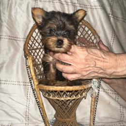 Dee Dee - Black and tan female Yorkshire Terrier puppy in Orlando, Florida from Teacup Yorkie Love