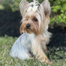 Mari - Yorkshire Terrier