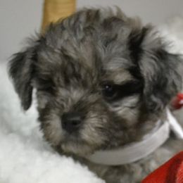 Aussiedoodle and Poodle Puppies from BA Doodles & Poodles