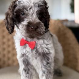Bernedoodle, Cavalier King Charles Spaniel, Cavapoo, Cockapoo, and Labradoodle Puppies from Harper Haven Doodles