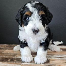 Candy - Tri-color female Bernedoodle puppy in Decatur, Georgia from So Adoodable