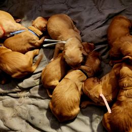 Girl 6 - Dark golden female Golden Retriever puppy in Payson, Arizona from Bullet Retrievers