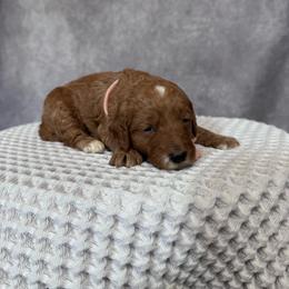 Girl 2 Pick- Med. Goldendoodle - Red  female Goldendoodle puppy in Piedmont, South Carolina from The Farm at Saluda Ridge