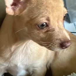 Chihuahuas from Collins Chihuahuas