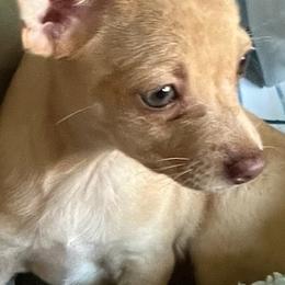 Chihuahuas from Collins Chihuahuas