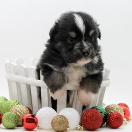 Boy 2 - Black tri male Miniature American Shepherd puppy in Childress, Texas from Taylor Farms