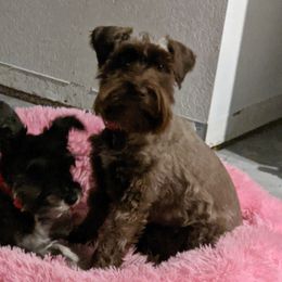 Bella  - Miniature Schnauzer