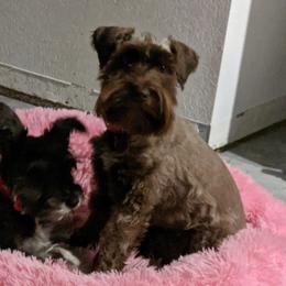 Bella  - Miniature Schnauzer