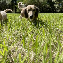 Dachshund Puppies from LovelylilDoxies