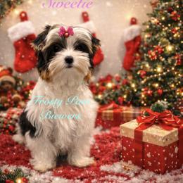 Sweetie - Black tan and white female Biewer Terrier puppy in Palmer, Alaska from Frosty Paw Biewers and Yorkshires