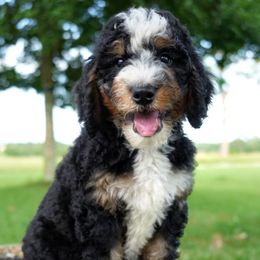 Irma - Tri-color female Bernedoodle puppy in Folsom, Louisiana from DoodlesFarmCo