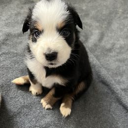 Gamora - Black tri-color Australian Shepherd puppy in Banning, California from Flying R Aussie Ranch