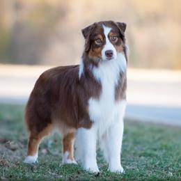 Roux - Australian Shepherd