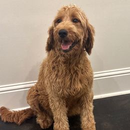 Alex - Goldendoodle
