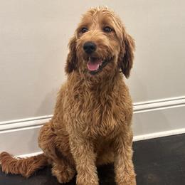 Alex - Goldendoodle