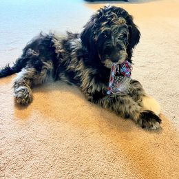 Aussiedoodle, Australian Shepherd, Bernedoodle, Cockapoo, and Poodle Puppies from Sis' Doodles & Poodles