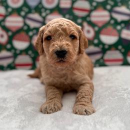 Rocky - Apricot male Goldendoodle puppy in Fayetteville, Arkansas from Mountain Grove Doodles