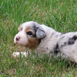 Quality BMM - Blue merle male Australian Shepherd puppy in Allegan, Michigan from Parsons Australian Shepherds