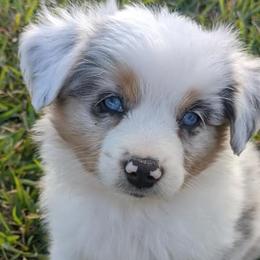 Miniature American Shepherds and Toy Australian Shepherds from Reed Ranch
