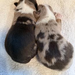 Miniature Australian Shepherd Puppies from Aussie Gems