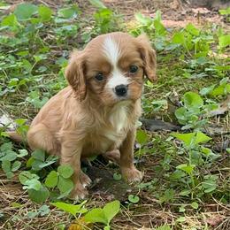 Copper - Ruby male Cavalier King Charles Spaniel puppy in Watkinsville, Georgia from Cavaliers of Windsor