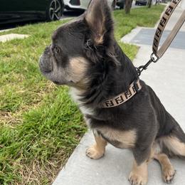French Bulldog Puppies from Los Angeles, France
