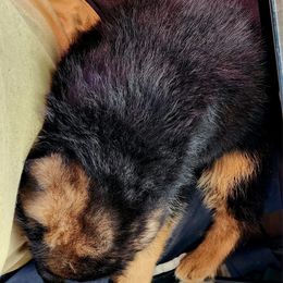 German Shepherd Puppies from Ewig Krieger Kennels