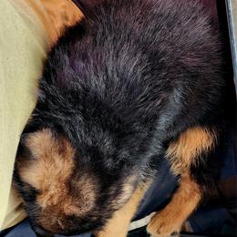 German Shepherd Puppies from Ewig Krieger Kennels