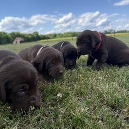 Labrador Retriever Puppies from Sleepy Hound Farm
