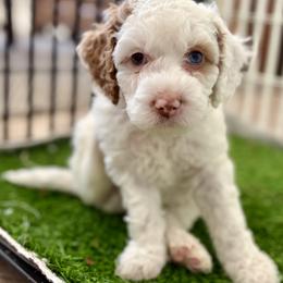 Cockapoo Puppies from Ham’s Cockapoos