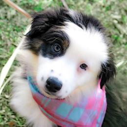 Marshmallow - Black tri-color female Australian Shepherd puppy in Belton, Texas from Brilliant Beautiful Australian Shepherds