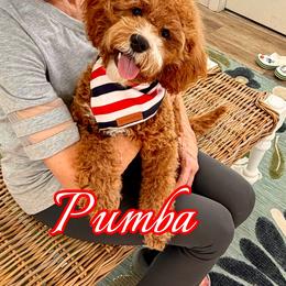 Pumba - Red male Cavapoo puppy in Buford, Georgia from Petite Posh Puppies