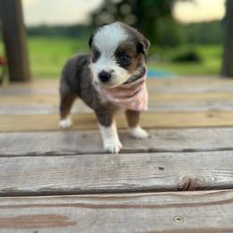 Red White and Cute - Blue merle female Miniature Australian Shepherd puppy in Doddridge, Arkansas from Huddleston Farm